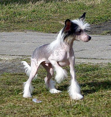  Secret Bywalec Salonow