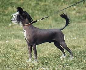 Tiny Diamonds Cadillac Cruiser