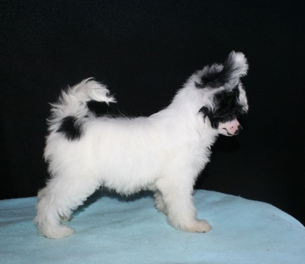 Be My Dog's Jurassic Suspect