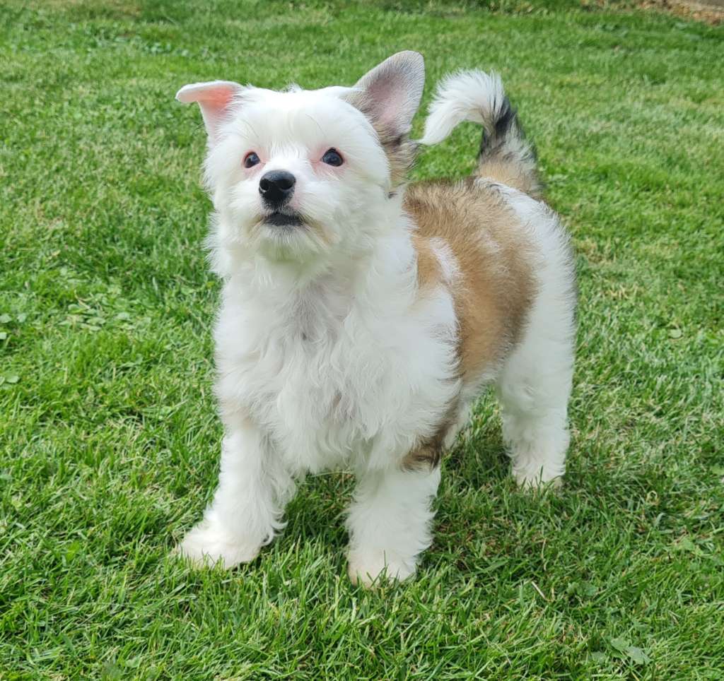 Crazy Cresteds Malawi CyRa