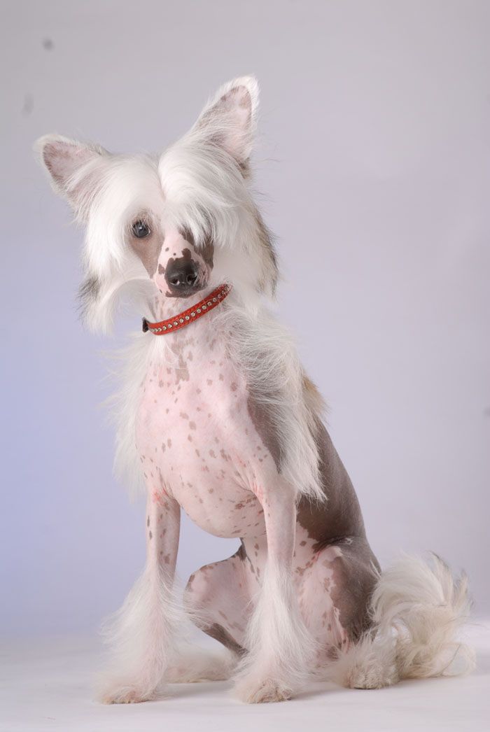 Nezhny Angel Bao Bao