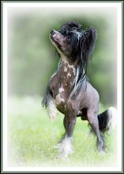 Amelion's Front Royale