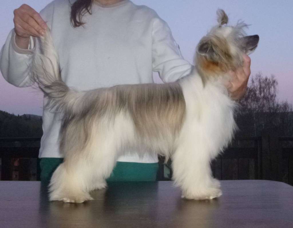 Wizard powder Ankadi