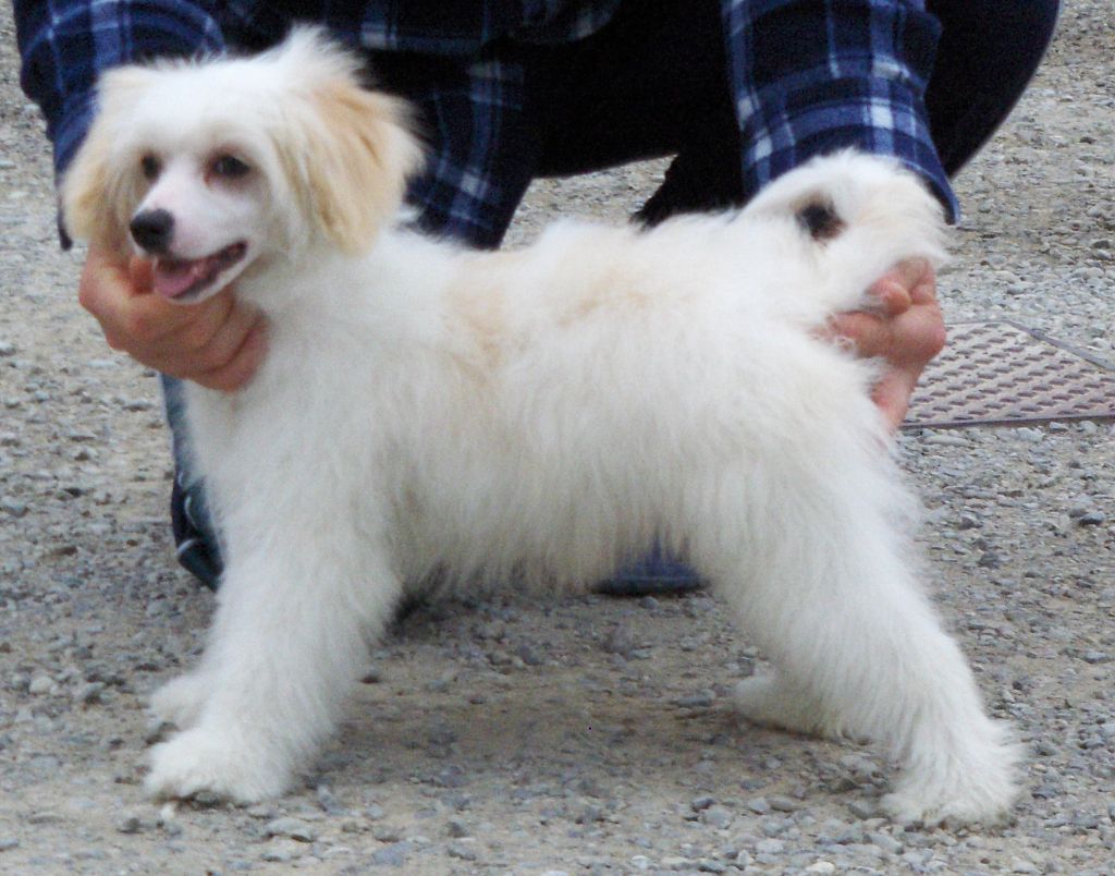 Lady Ml Diamond Dexter