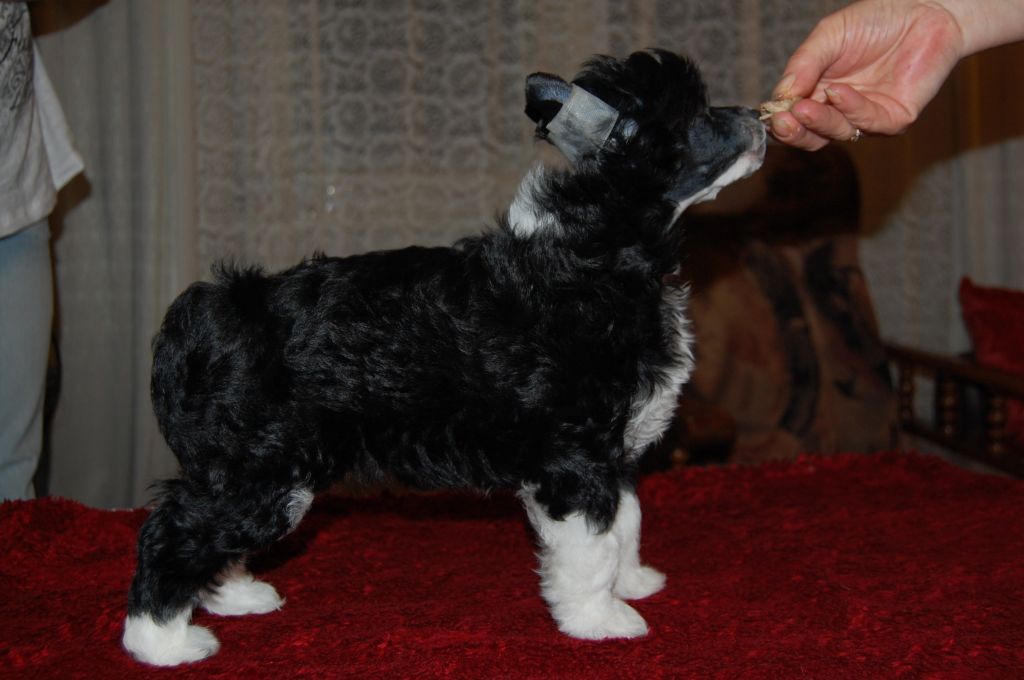 Hossa-vija Dennis Tertius