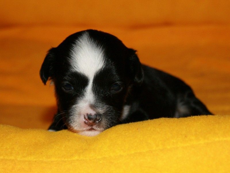 Vellar Pljus Djevels