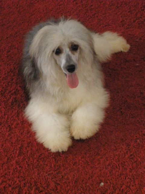 Prince of Hades  Al Maarii Sapphire