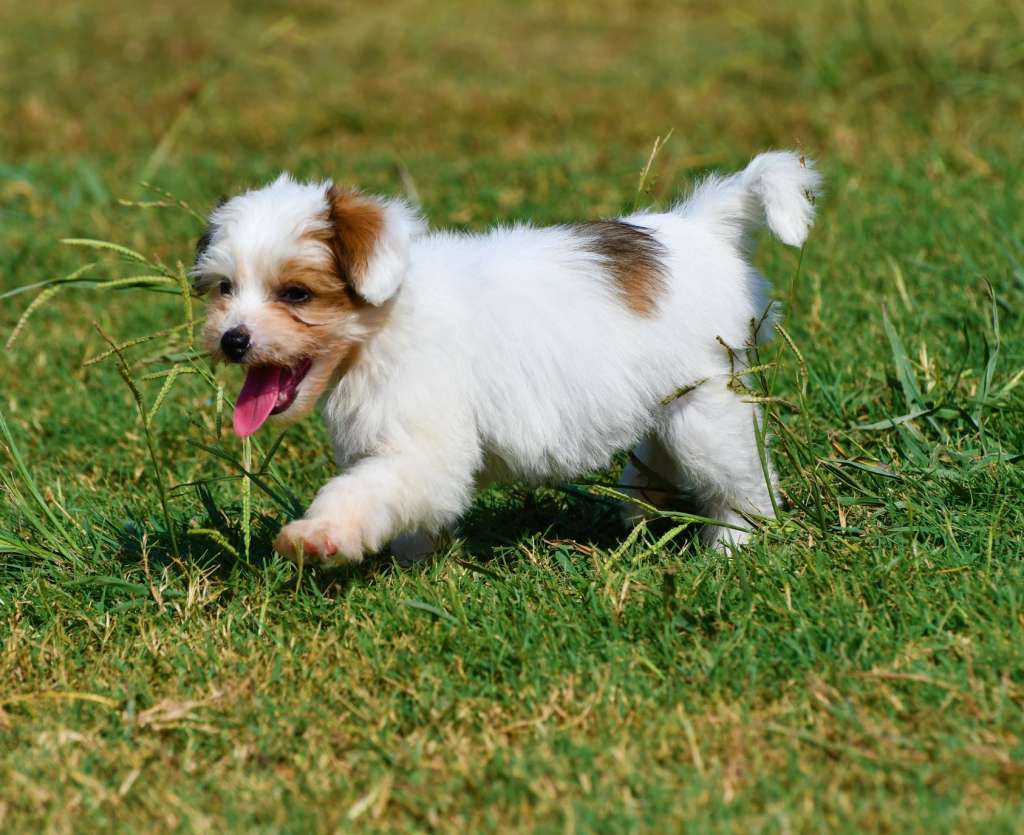 Little Dog Of Dream Petite Hermione