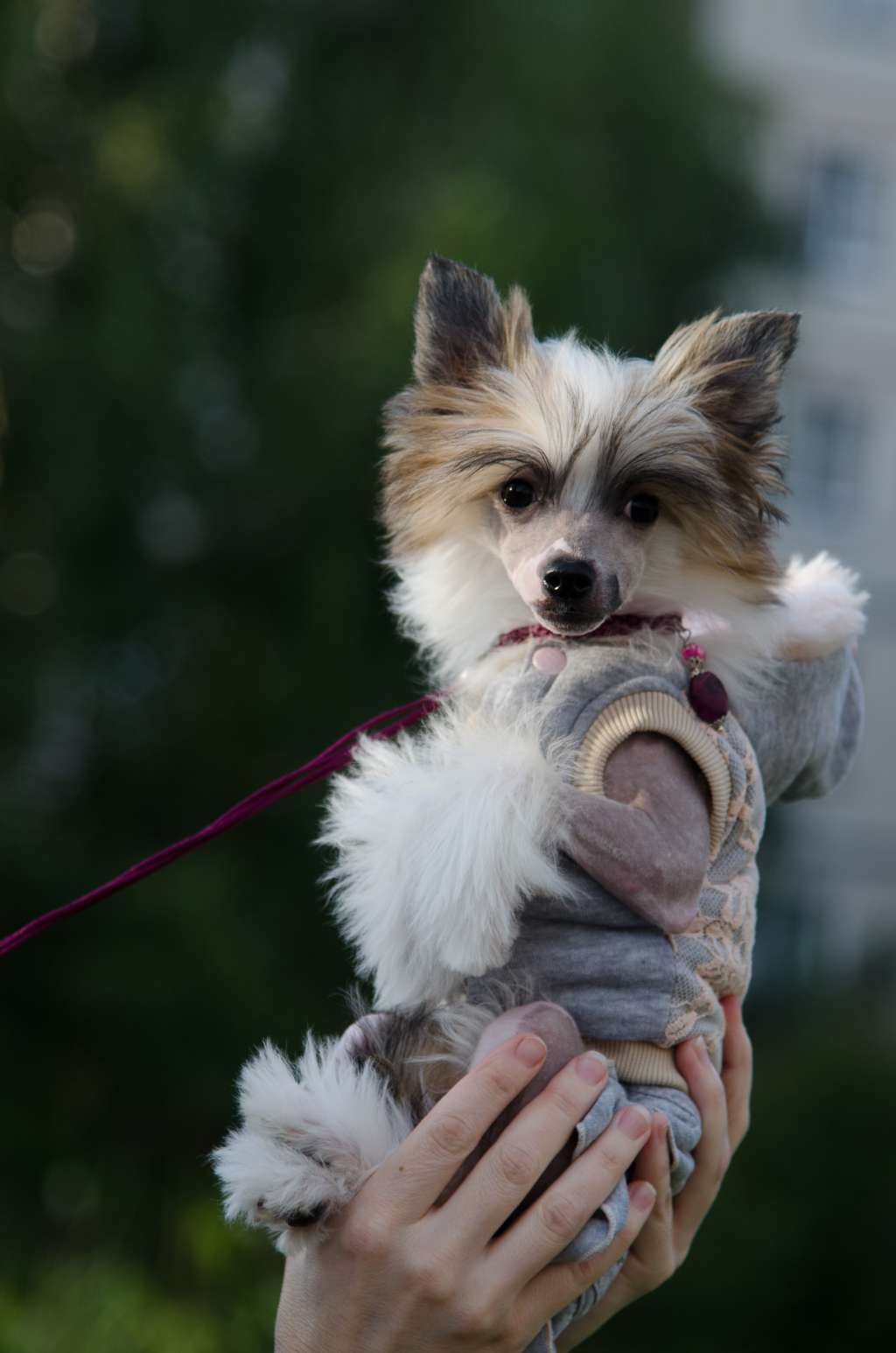 Anna Sky Kennel She's All That Jazz