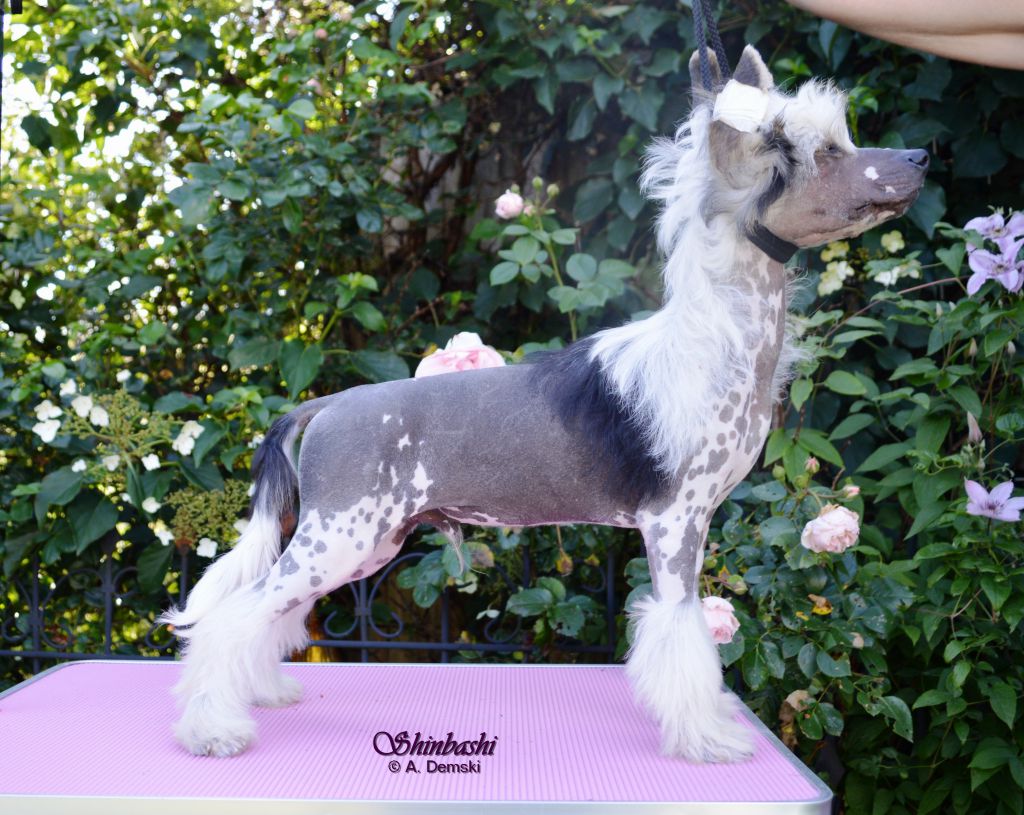 Just A Gigolo von Shinbashi