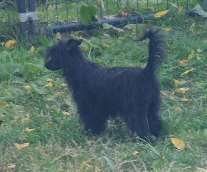 Long Haul's Gobble Til You Wobble