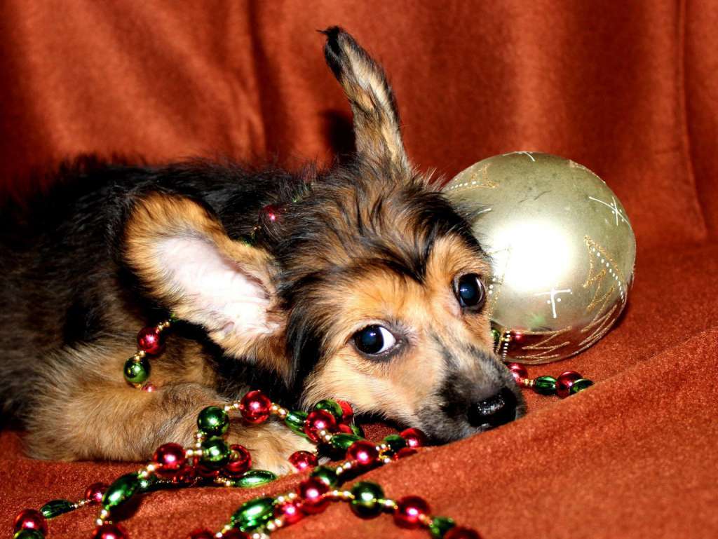 Kristal Yaniry Arven