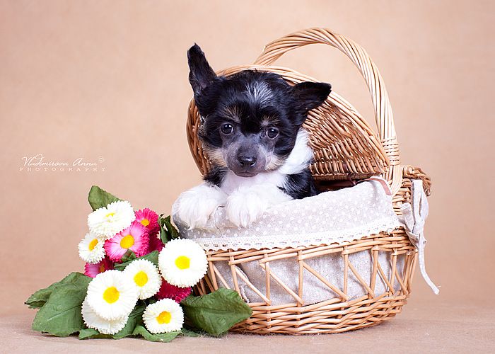 Envy White Dark Delight