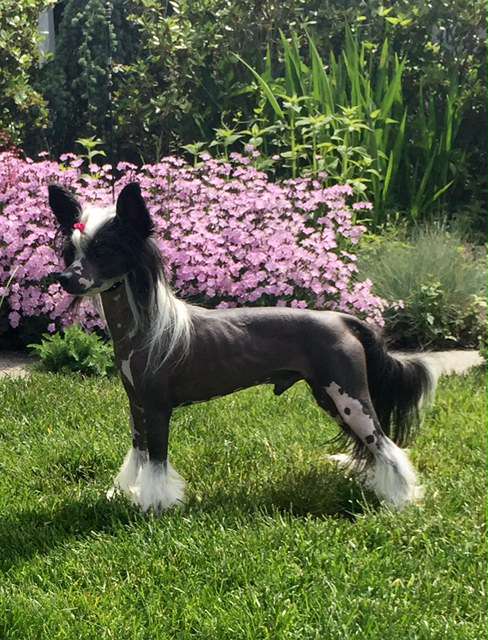 Edelweiss Kick The Dust Up at Jewels AOM