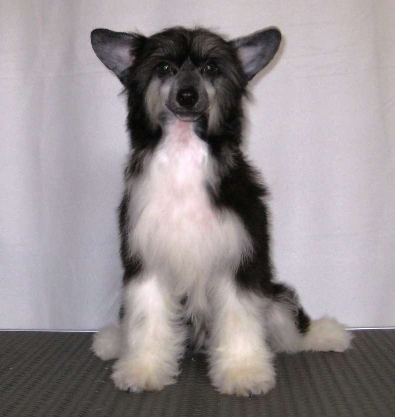 Faberge Diamond of the Night