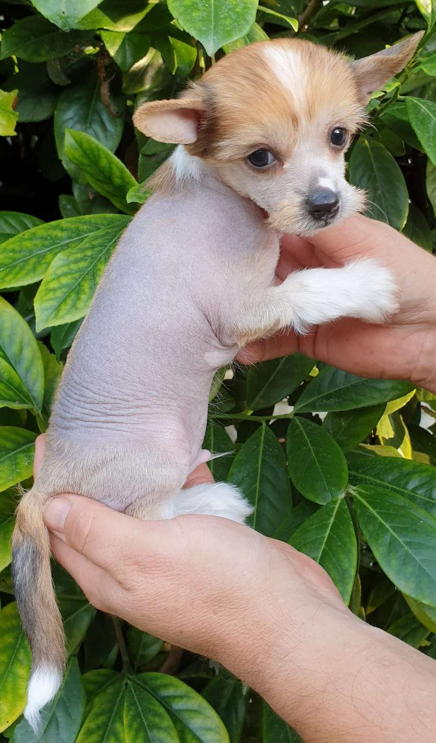 Diavolo Mia Vita Felicita