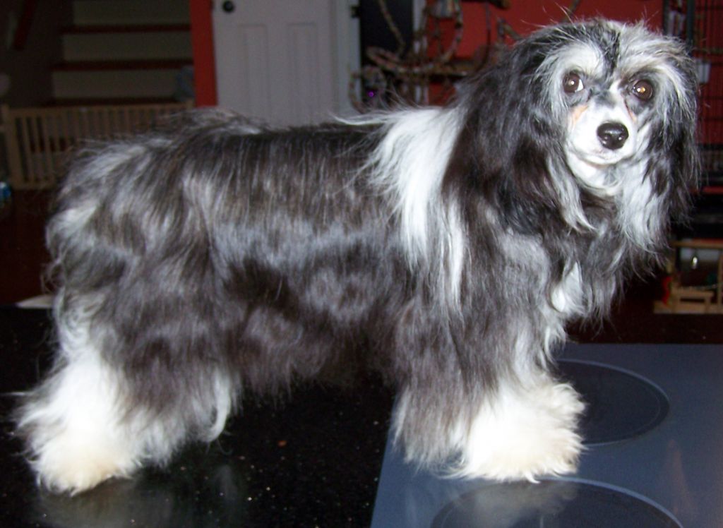 Nu Poil's Black Seuki Boots