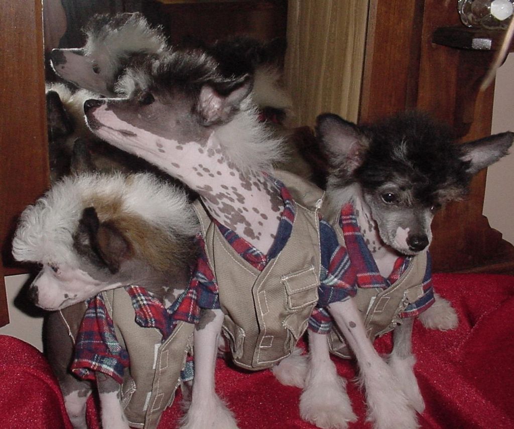 NH4RobertaB Jasper's Funny Girl M WL