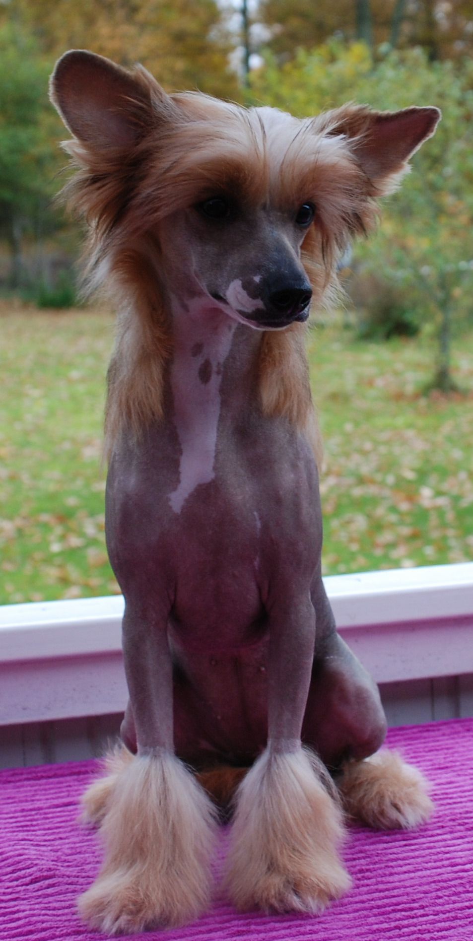 Tournais Chilly Tha Kid Gangsta