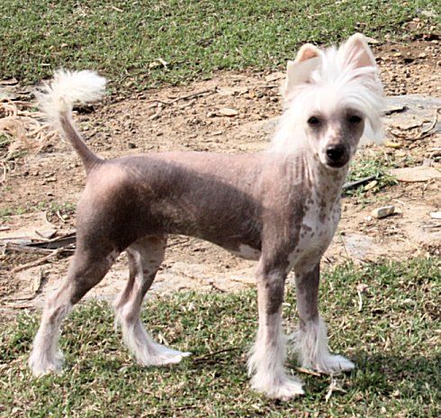 Jonbrecy's Jailhouse Rock