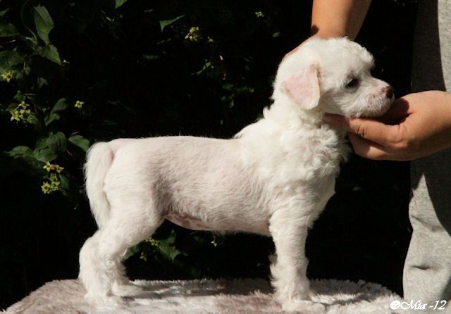 Candy Queen's Sleeping Beauty