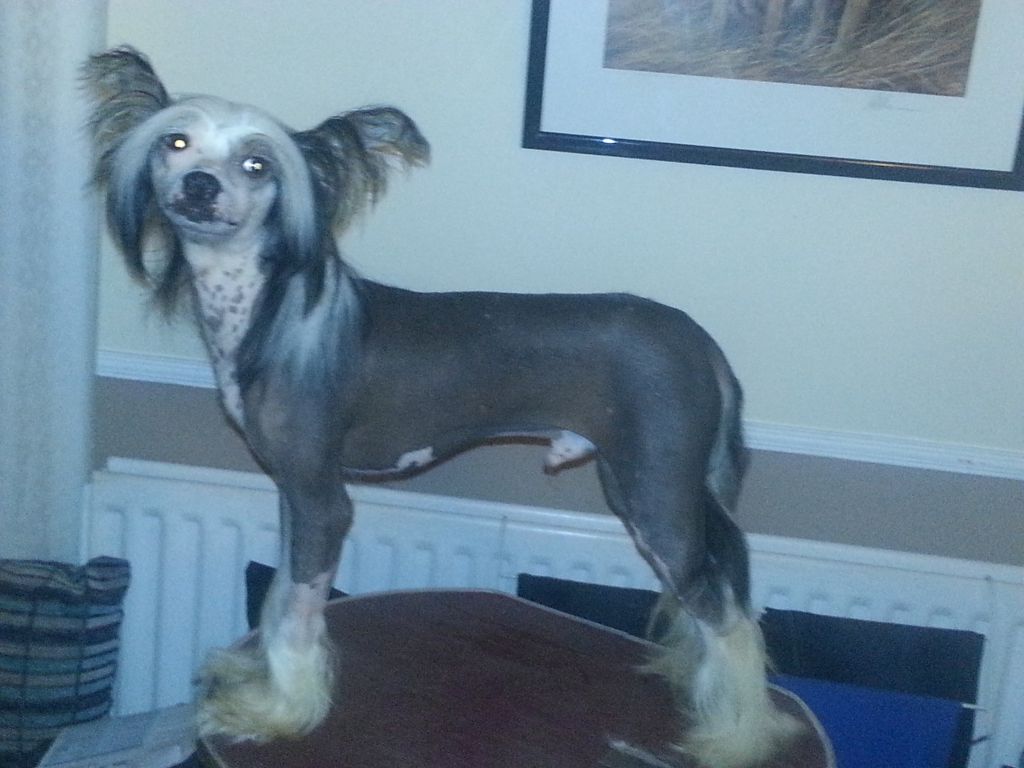 suaisa Barney Rubble