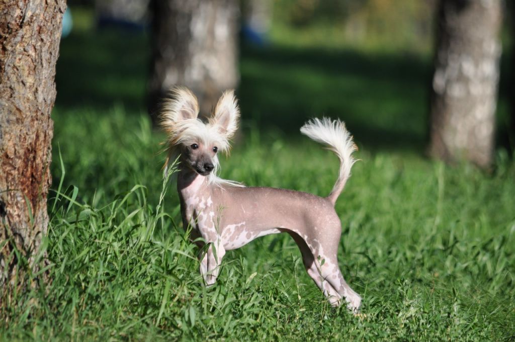 Shakhinya-Nezhnaya Vechernyaya Zvezdochka