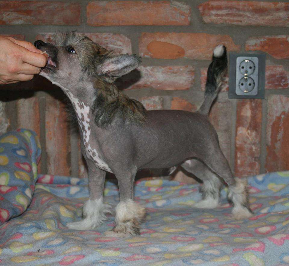 Proud Pony Moonwalker