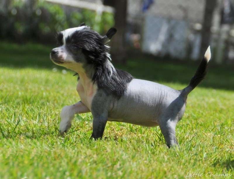 Pussy Cat Little Champs