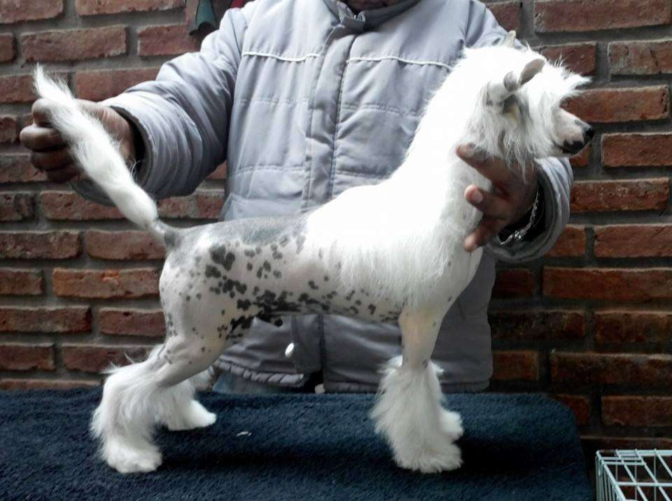 Patagonia Ranch Max Powder