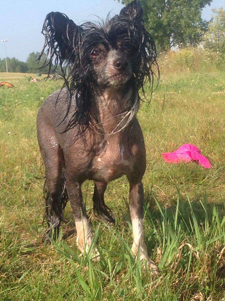 Chimane's Spice it Up Piquin