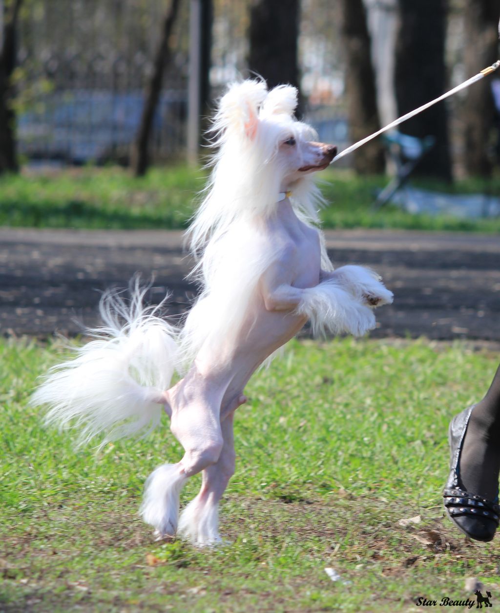 Luksorius Dolche Vito