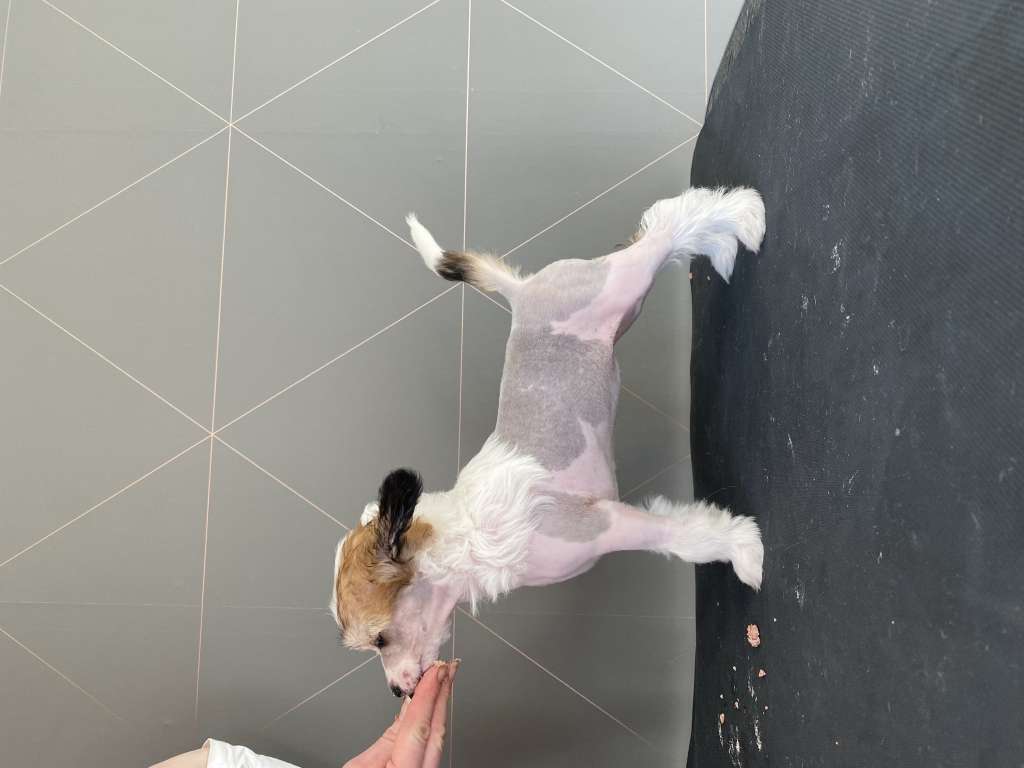 Moelmo's The Beauty And The Beast