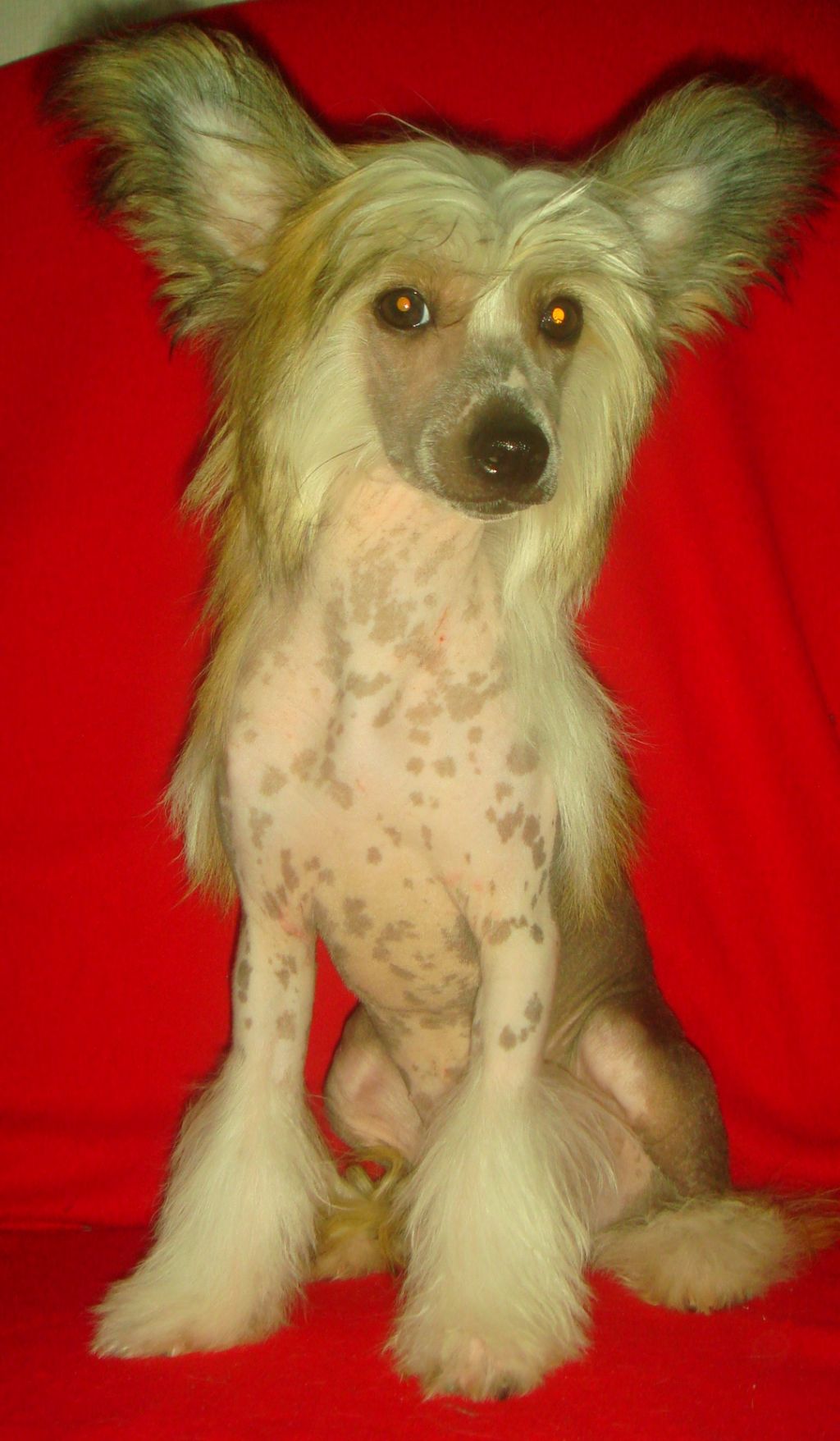 Jaklin Yunona Bonus Westtai