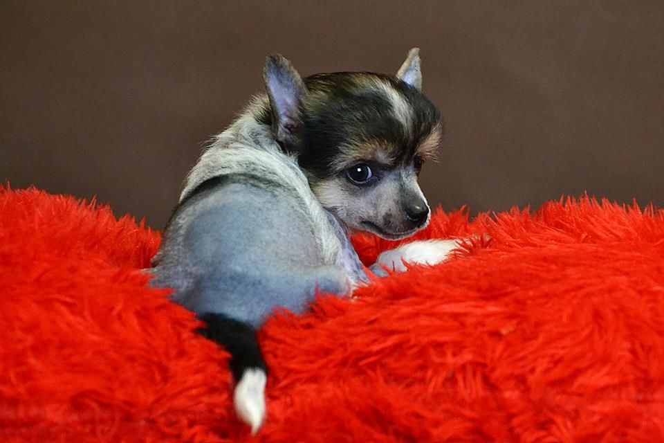 Zlato Dinastii Yustifai