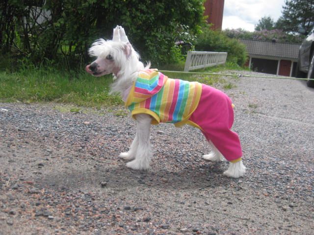 Magic'N Mystic Lunar Path