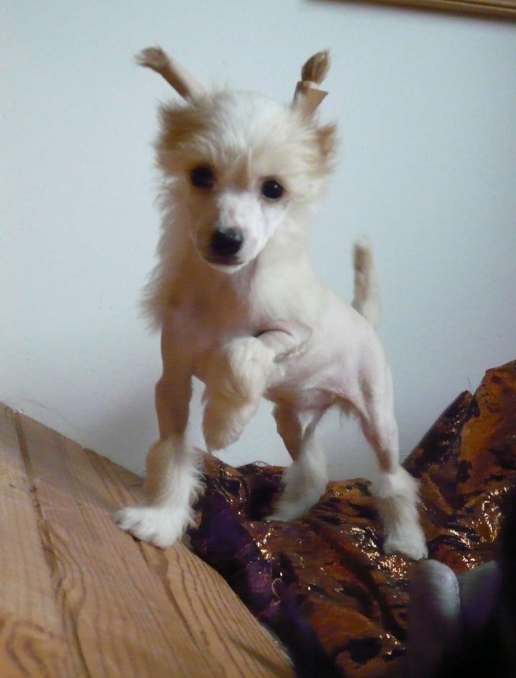 Krasotka Star Just Something