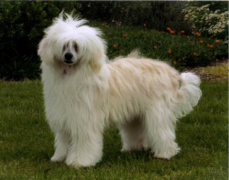 Xioma Dragon Of The Water