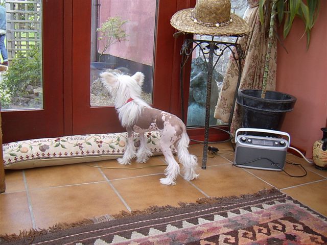 Zucci Coco Mademoiselle Avec Leibwache