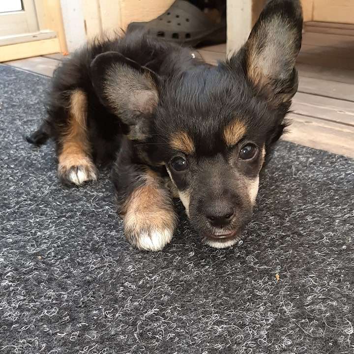 Beachcrest The Wizard