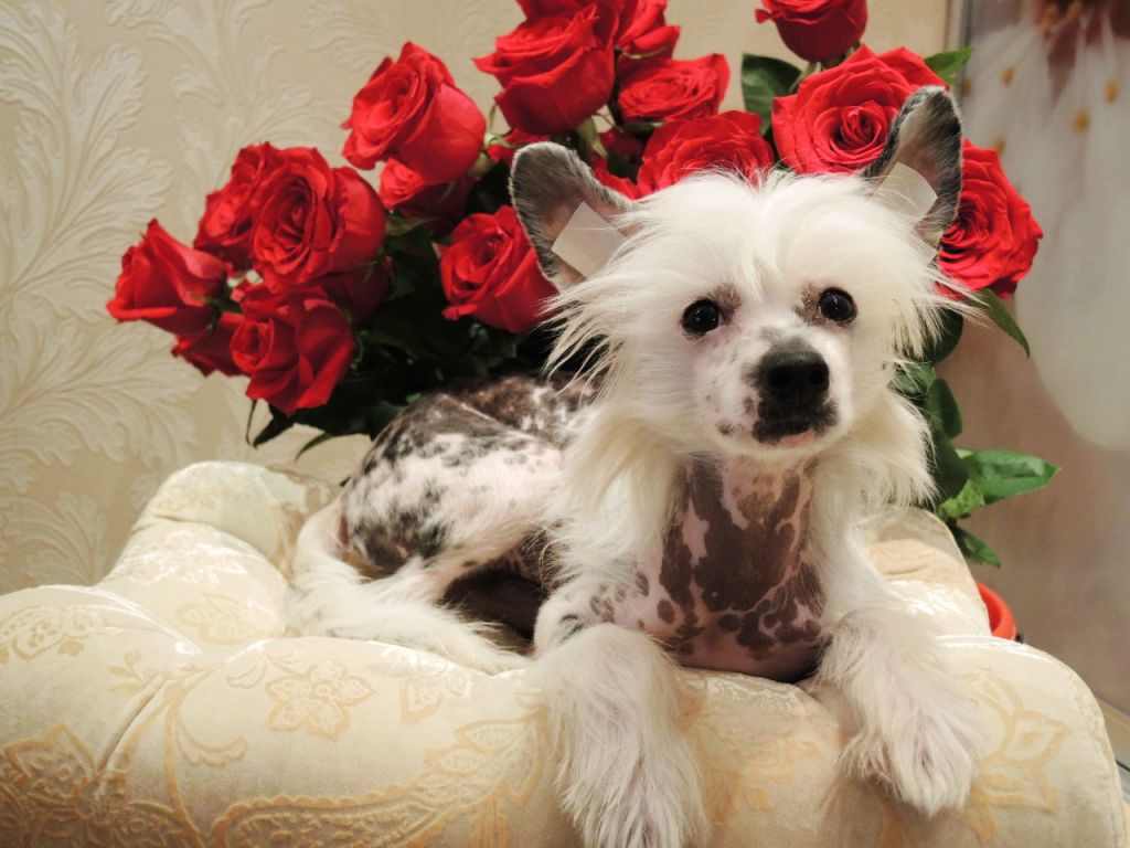 Etno Spirit Viktoria