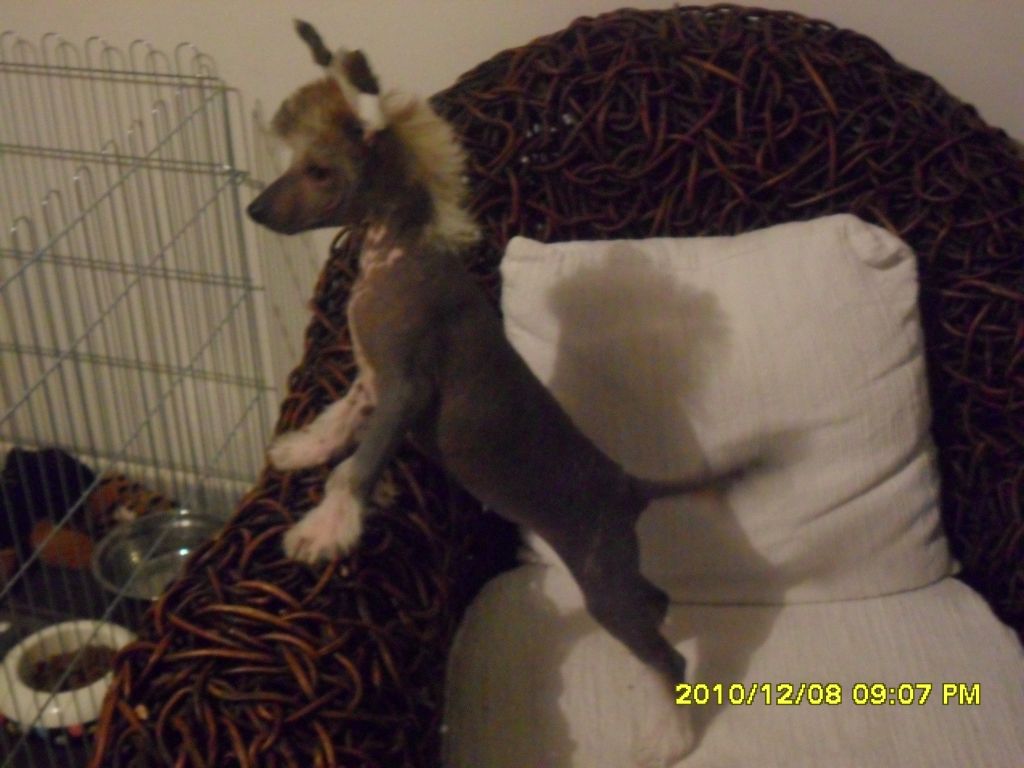 MegiAthena Dea Della Saggezza