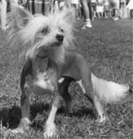 Caprioso Tai Chi Chvan