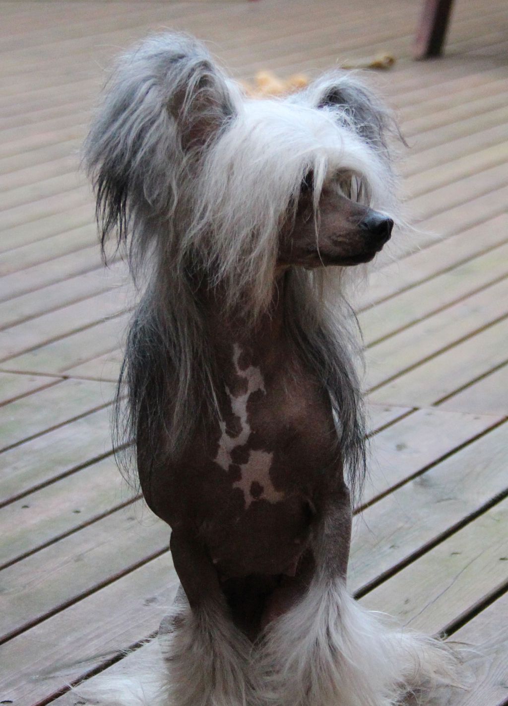 Dare to be Bold And Beautiful