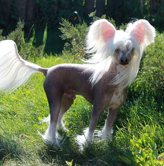 Brandrus Echo Galaxies