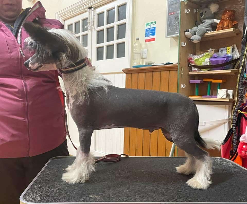 Ynchreenoo Hocus Pocus