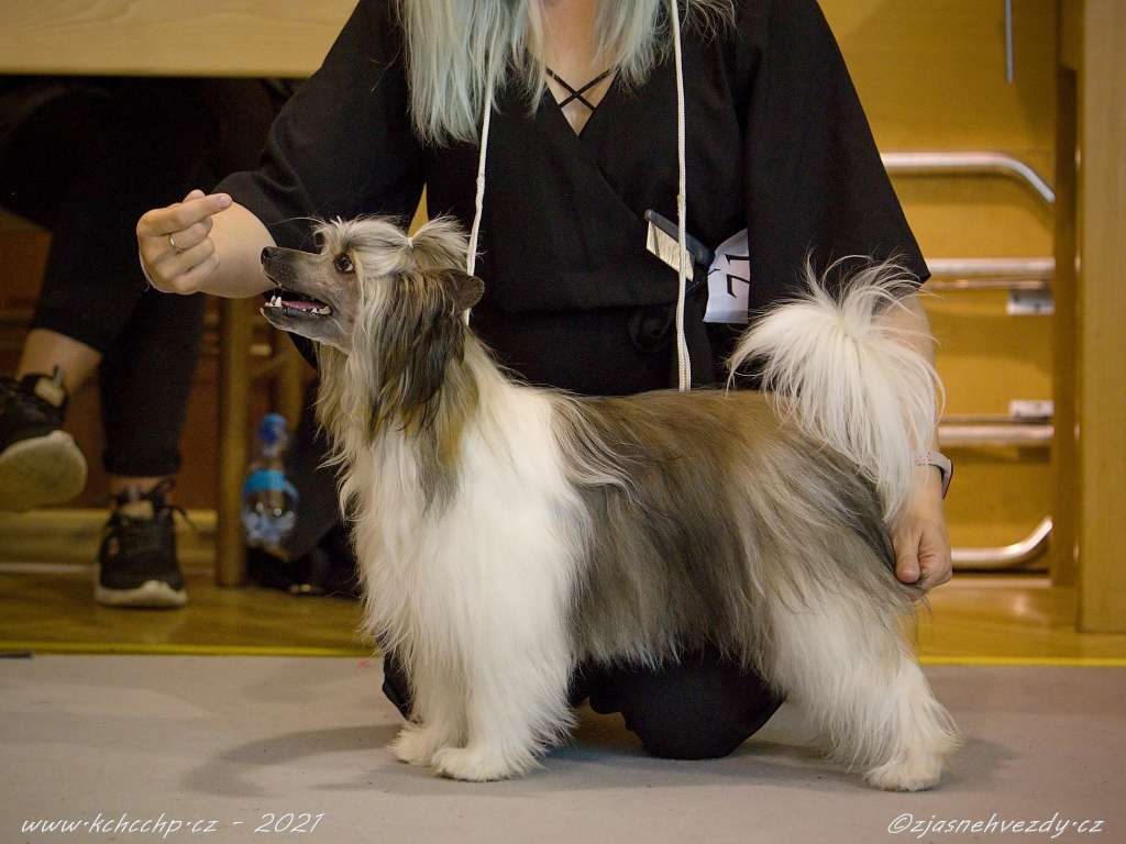 Odetta z Pulnocního dvora