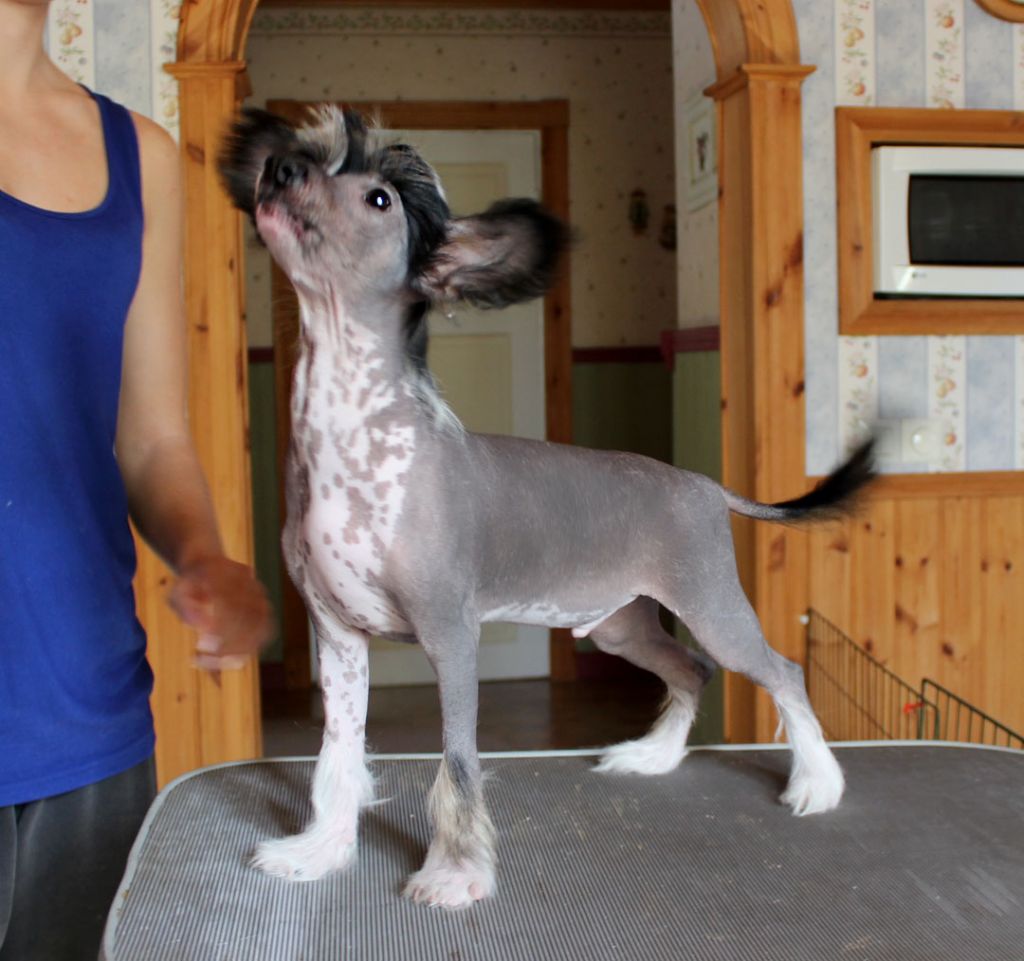 Sirocco Whispers Of Mondegreen