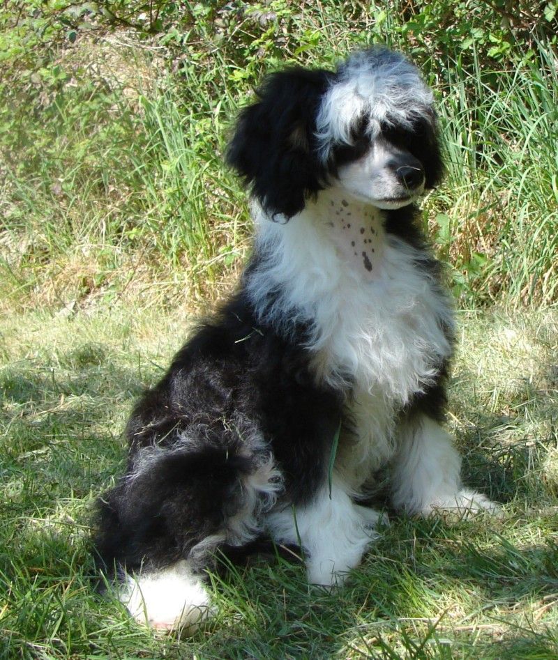 Johar Jullanar Avokaduh