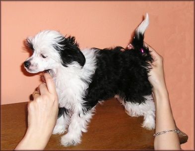 Cashmere od Teareibi  